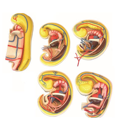 消化、呼吸、泌尿生殖、體腔的發(fā)生解剖示教模型 YJ/ZZ2017
